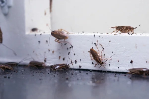 Cockroach infestation requiring professional pest control in Perth