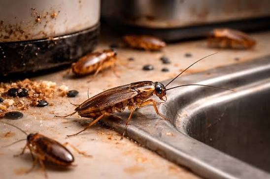 Cockroach activity around a kitchen requiring professional pest control in Perth